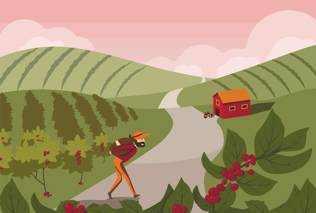 Coffee 101 - The Surprising Plant that Coffee Beans Grow On